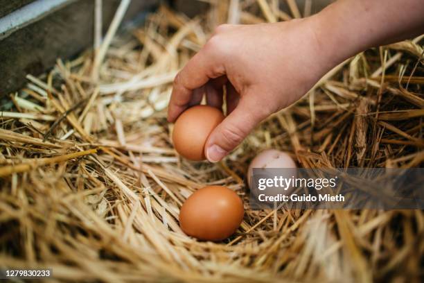 hand holding fresh organic eggs at farm. - pollaio foto e immagini stock
