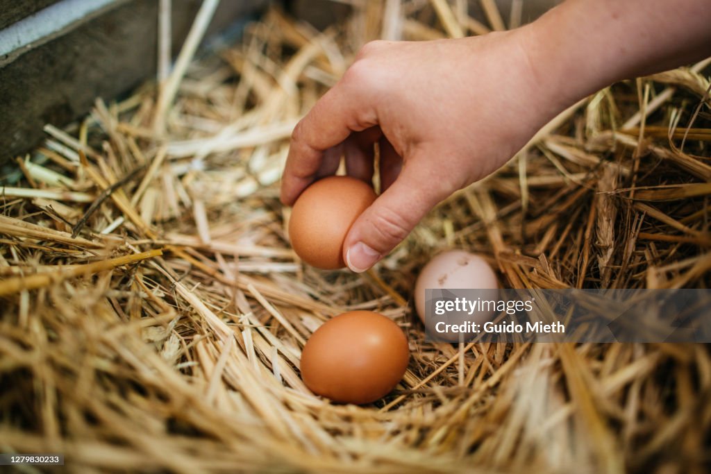 Hand holding fresh organic eggs at farm.