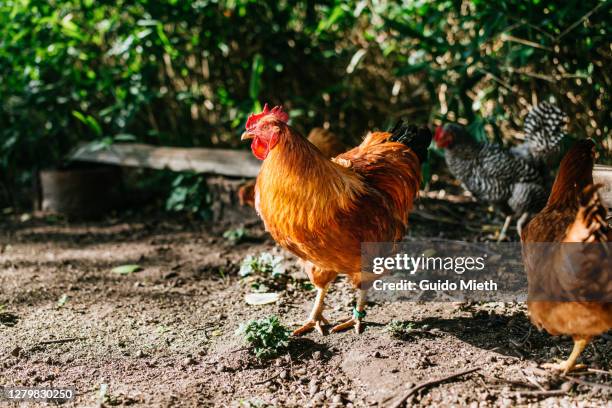 rooster in the garden. - middelgrote groep dieren stockfoto's en -beelden