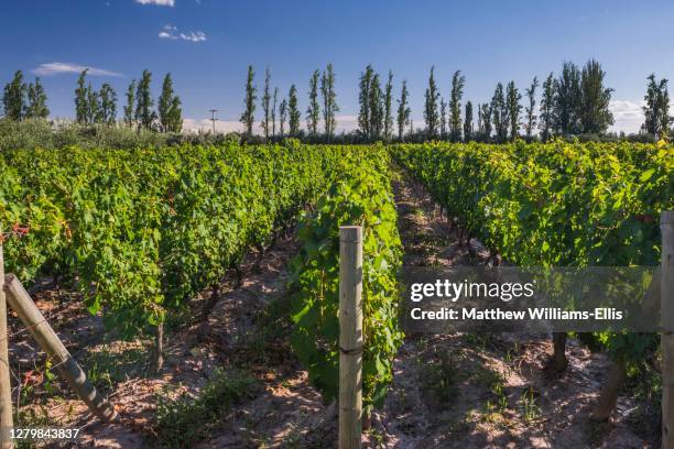 malbec grape vines in the vineyard at a bodega, winery, in the maipu area of mendoza, mendoza province, argentina, south america - mendoza province stock-fotos und bilder