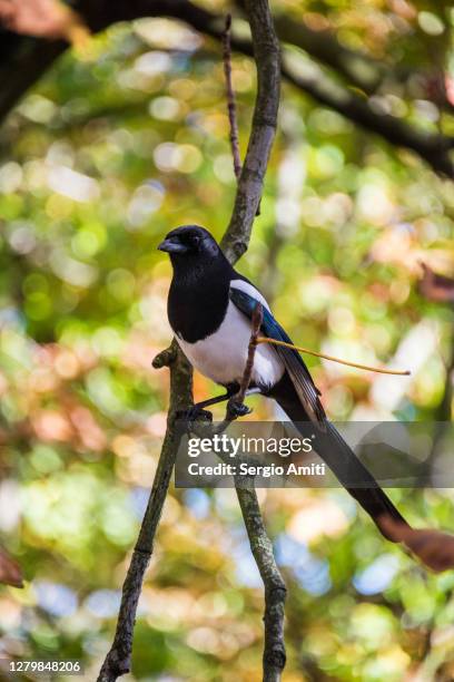 magpie on a tree - ekster stockfoto's en -beelden