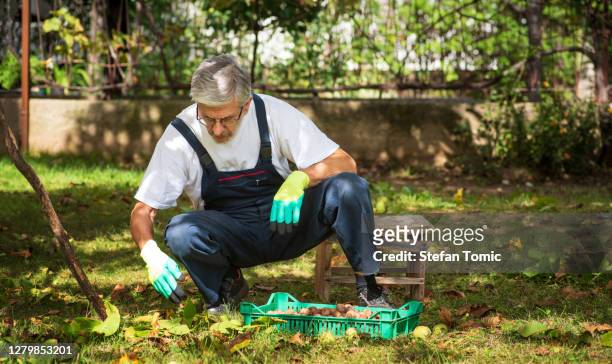 man collecting ripe walnuts in the crate closeup - walnut farm stock pictures, royalty-free photos & images