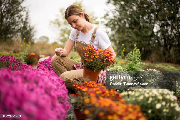 working with my chrysanthemums - flower garden in bloom stock pictures, royalty-free photos & images