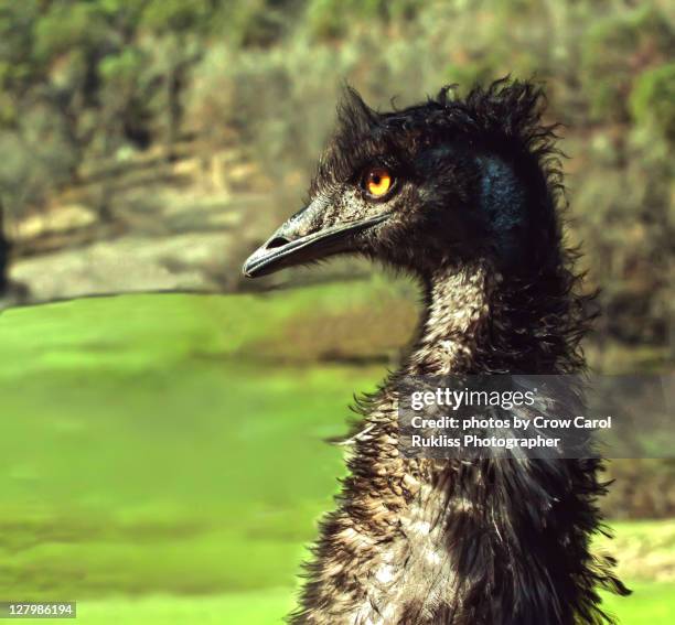 Flightless Rhea 106 Rhea Flightless Bird Stock Photos, High-Res Pictures, and Images ...
