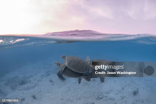 Conecting Turtle Mating Turtles Photos and Premium High Res Pictures - Getty Images