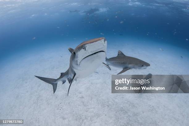 tiger sharks - freeport bahamas stock pictures, royalty-free photos & images