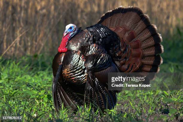 tom turkey strutting - turkey hunting stock pictures, royalty-free photos & images