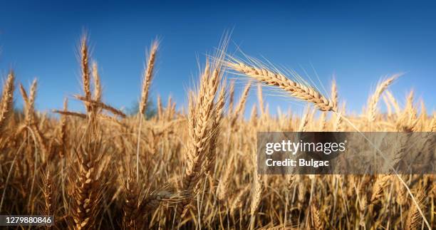 golden wheat field - avena sativa stock pictures, royalty-free photos & images