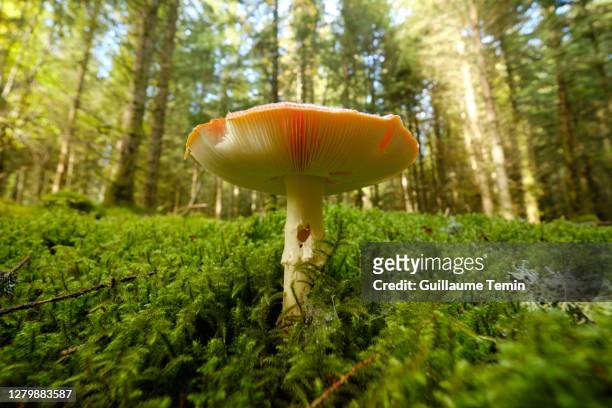 mushroom standing in foam - puy de dôme imagens e fotografias de stock