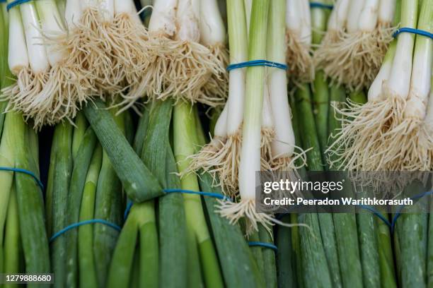 close-up and table top view of bundle of scallions - scallion stock pictures, royalty-free photos & images