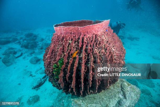Sponge Side 37 Azure Vase Sponges Stock Photos, High-Res Pictures, and Images ...