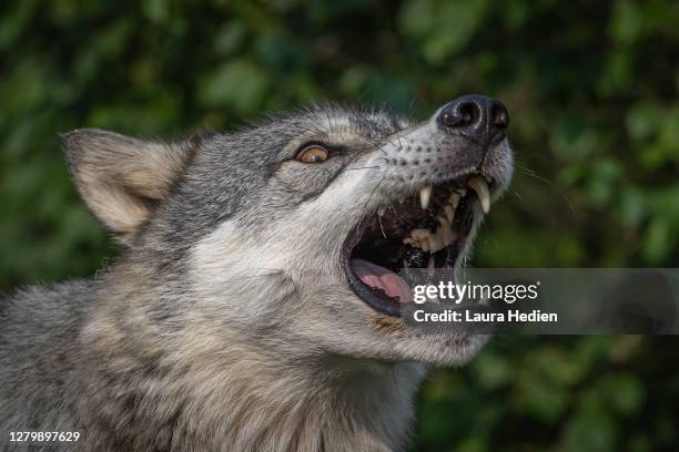 beautiful wolf growling and howling - snarling stock pictures, royalty-free photos & images