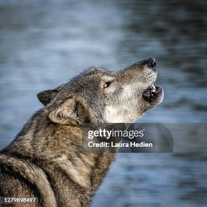 Howling Ra Beautiful Wolf Growling And Howling High-Res Stock Photo - Getty Images