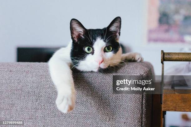 bored cute black and white cat lounging - beautiful hair at home stock pictures, royalty-free photos & images