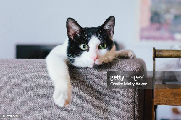 bored cute black and white cat lounging - puss pics 個照片及圖片檔