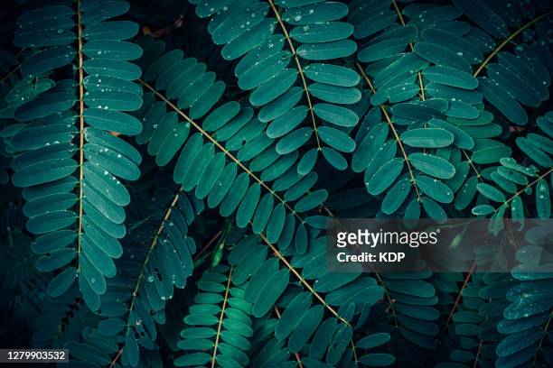 green leaves pattern background, natural lush foliages of leaf texture backgrounds. - jungle green stock-fotos und bilder