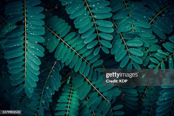 green leaves pattern background, natural lush foliages of leaf texture backgrounds. - garden from above stockfoto's en -beelden