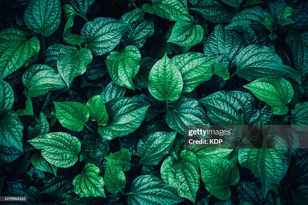 Green Leaves Pattern Background, Natural Lush Foliages of Leaf Texture Backgrounds.