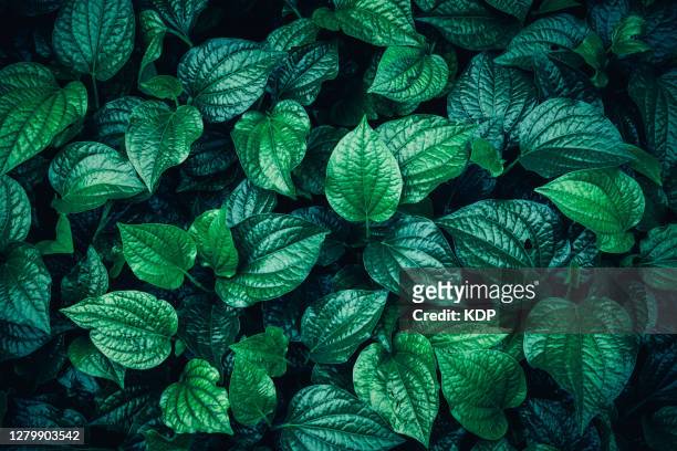 green leaves pattern background, natural lush foliages of leaf texture backgrounds. - herb garden ストックフォトと画像