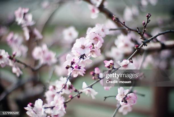 almond blossoms - almond blossom stock pictures, royalty-free photos & images