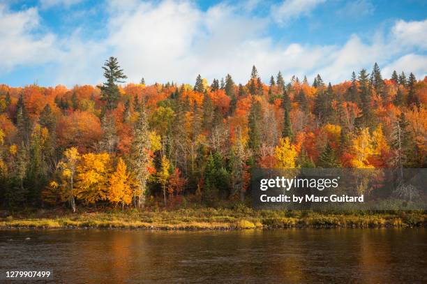 beautiful fall colors along the sentier nepisiguit mi'gmaq trail, new brunswick, canada - new brunswick canada 個照片及圖片檔