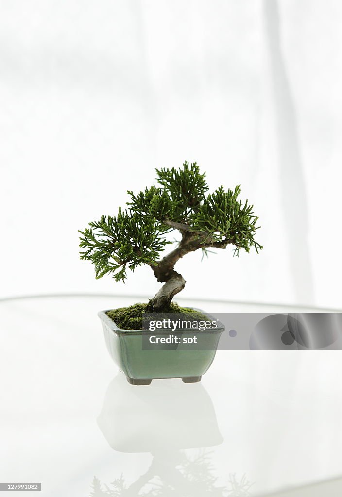 A small Bonsai on the table