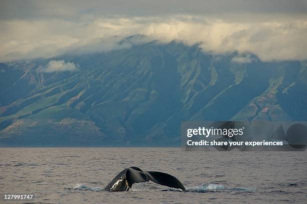 humpback whale - lanai foto e immagini stock