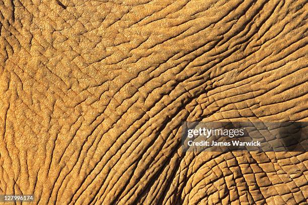 african elephant skin detail - animal skin fotografías e imágenes de stock