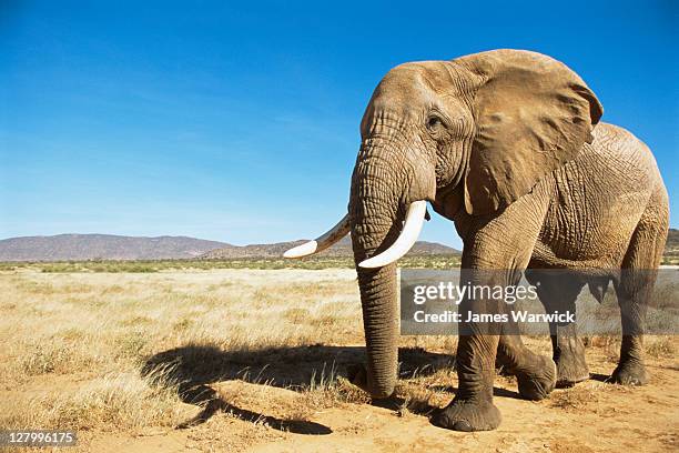 african elephant (male) encounter at dawn - eleohants stock-fotos und bilder