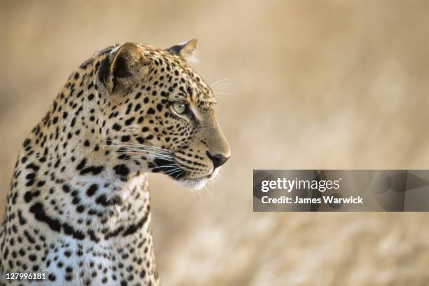 leopard portrait - african leopard stock pictures, royalty-free photos & images