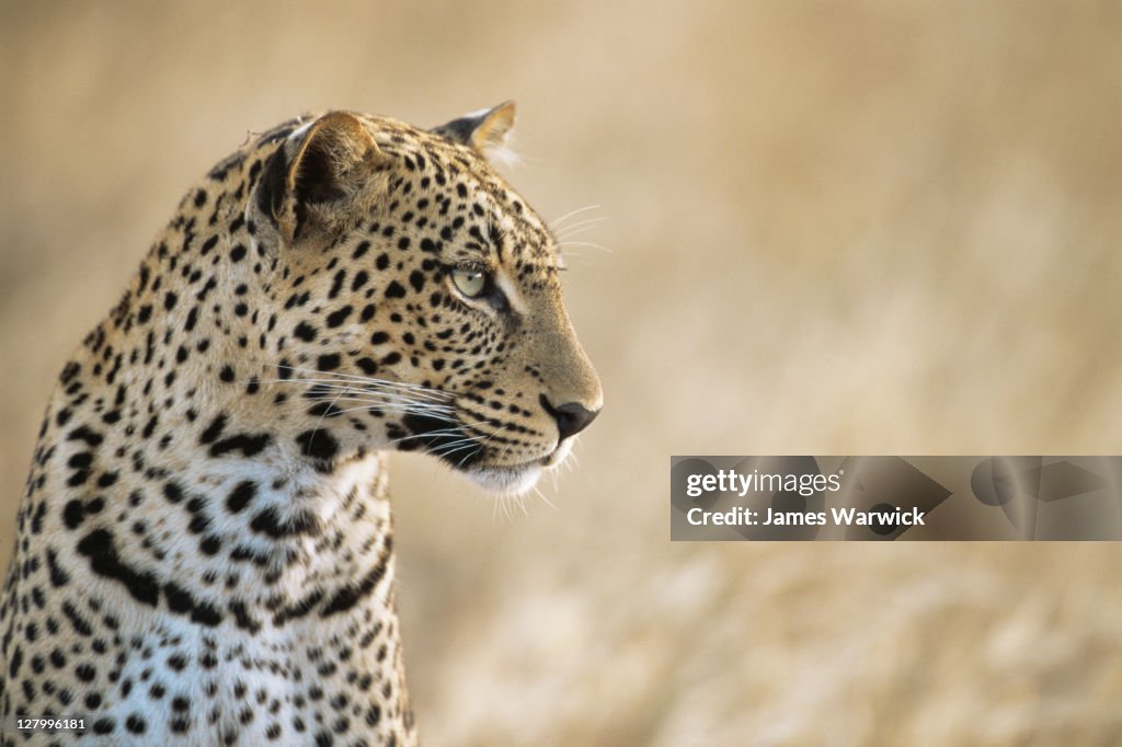 Leopard portrait