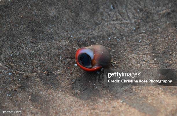 Winkle 3,482 Winkle Out Stock Photos, High-Res Pictures, and Images - Getty Images