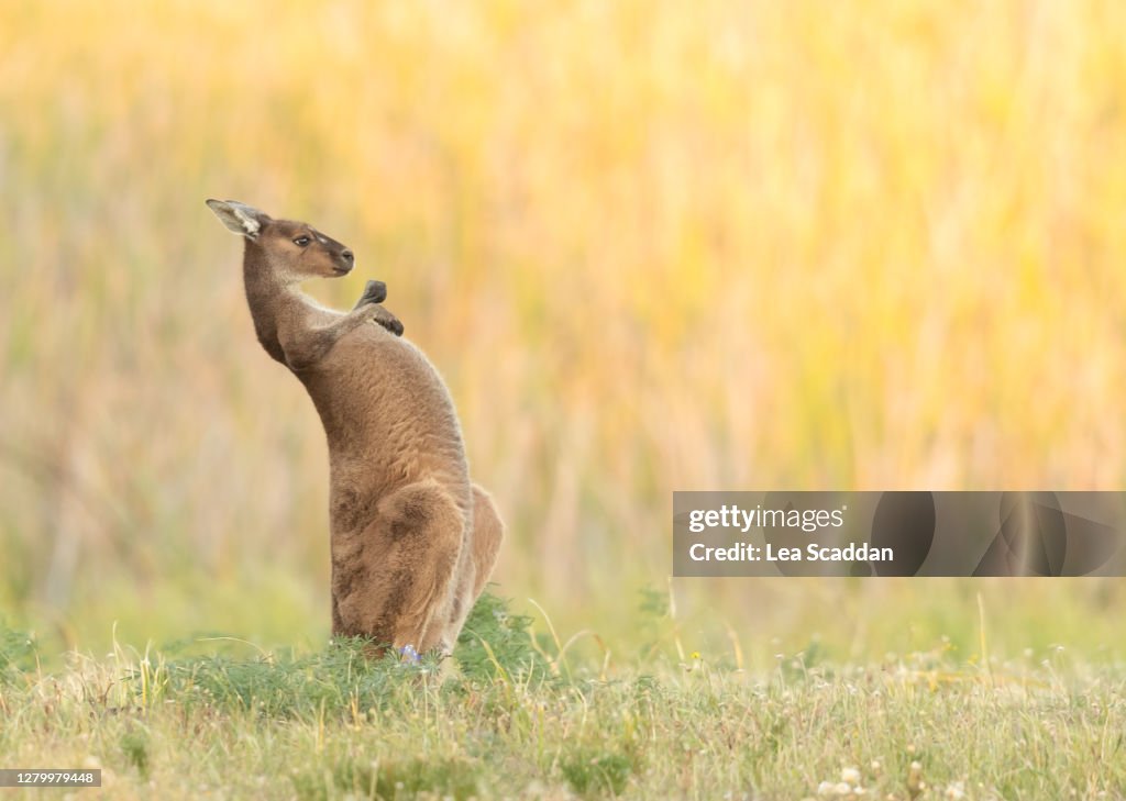 A little itch