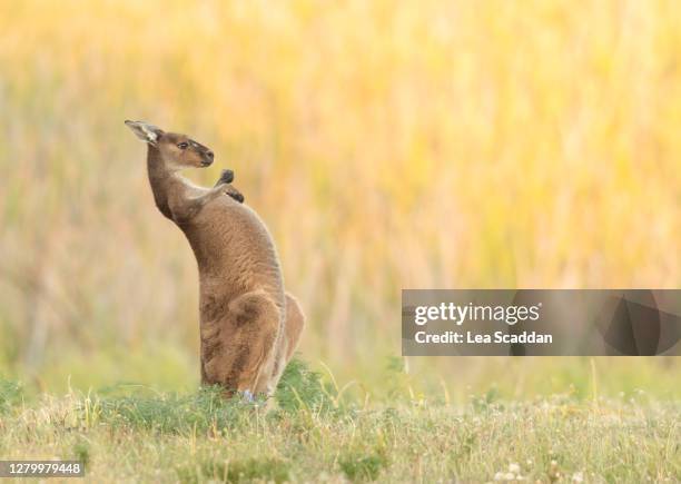 A Little Itch High-Res Stock Photo