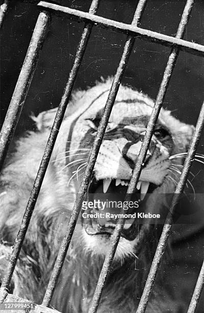 lion bars - lion cage stock pictures, royalty-free photos & images