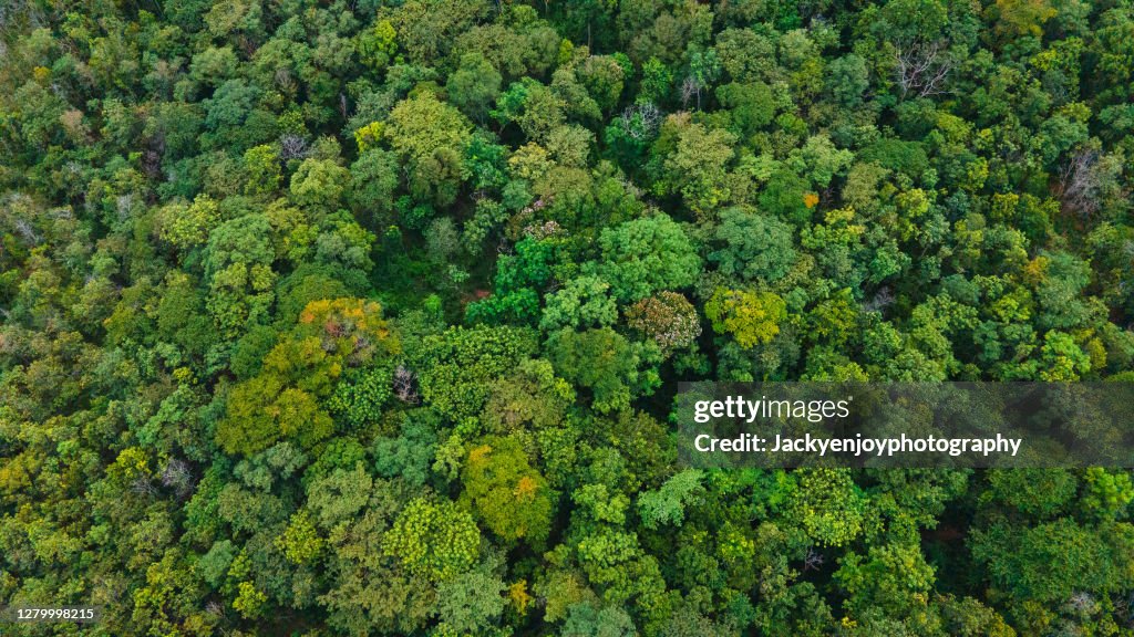 Looking down onto autumnal forest