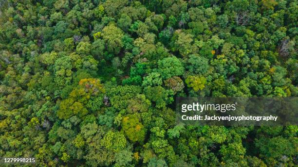 looking down onto autumnal forest - foresta foto e immagini stock