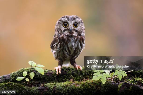 northern saw whet owl - sägekauz stock-fotos und bilder