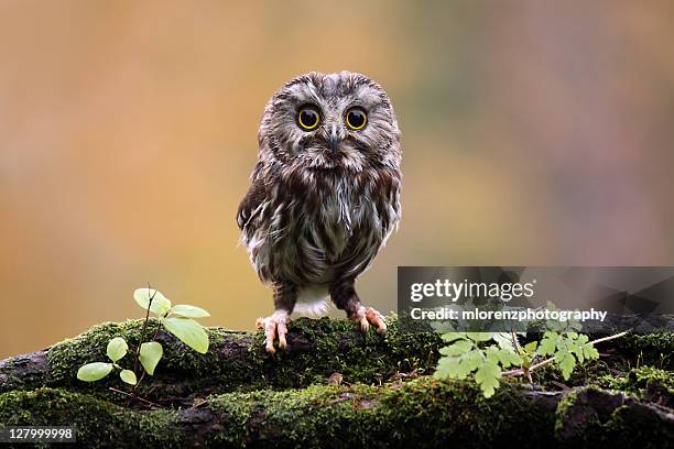 northern saw whet owl - owl stockfoto's en -beelden