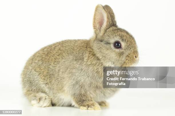 rabbit on white background - baby rabbit stock pictures, royalty-free photos & images