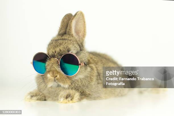 4,394 Funny Rabbit Photos and Premium High Res Pictures - Getty Images