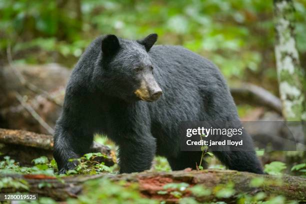 black bear looking back in the forest - great smoky mountains stock pictures, royalty-free photos & images