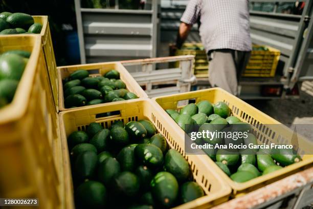 farmers loading the truck with full avocado´s boxes - truck pulling trailer stock-fotos und bilder