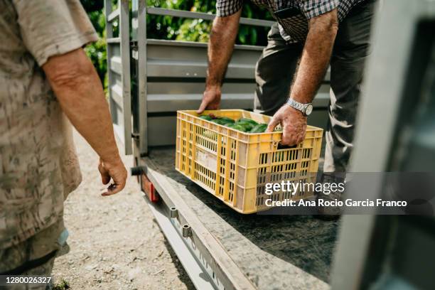 farmers loading the truck with full avocado´s boxes - harvest basket stockfoto's en -beelden