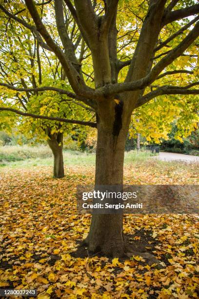 autumn plane trees and fallen leaves - plane trees stock pictures, royalty-free photos & images