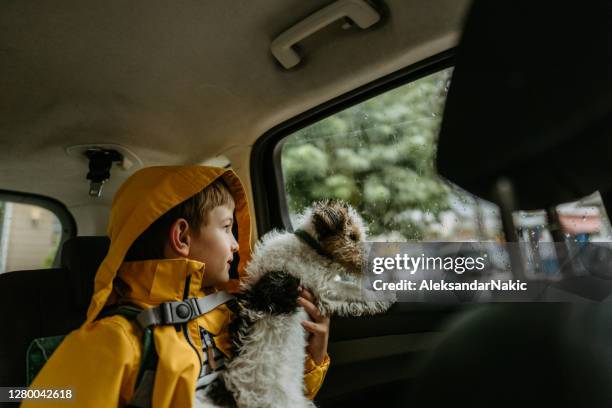 slecht weer - autumn dog stockfoto's en -beelden