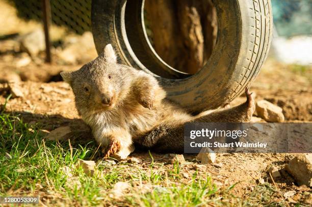 wombat - wombat fotografías e imágenes de stock