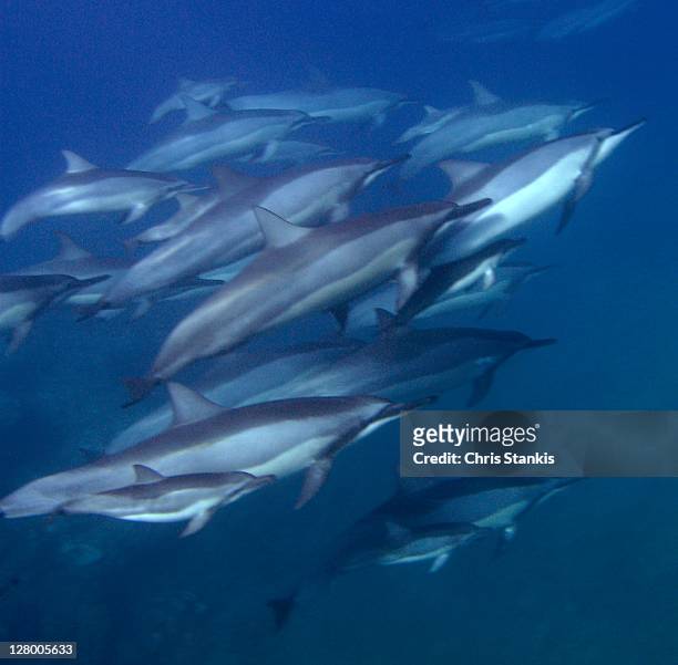 dolphin pod - maui dolphin stock pictures, royalty-free photos & images
