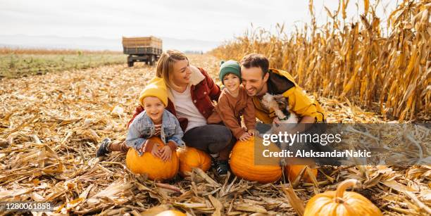 family in a pumpkin patch - automne stock pictures, royalty-free photos & images