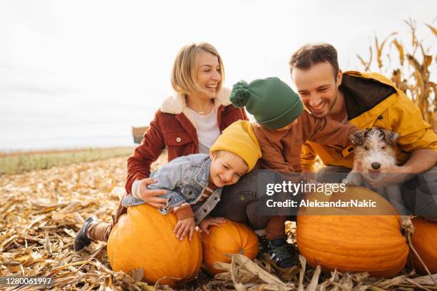 familie in een pompoenflard - pompoenenveld stockfoto's en -beelden